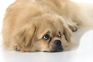 021117: DOG. Tibetan Spaniel, studio