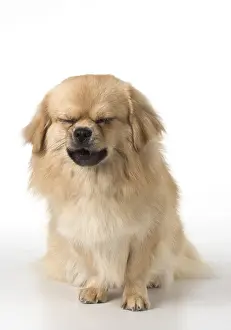 021117: DOG. Tibetan Spaniel, studio