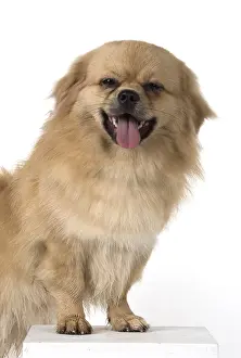 Laughter: DOG. Tibetan Spaniel, studio