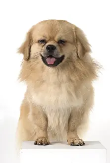 Laughter: DOG. Tibetan Spaniel, studio