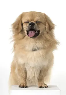 Laughter: DOG. Tibetan Spaniel, studio