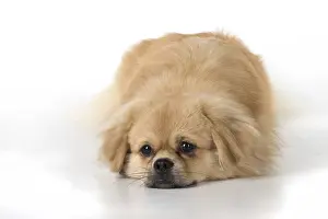 021117: DOG. Tibetan Spaniel, studio