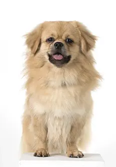 Laughter: DOG. Tibetan Spaniel, studio