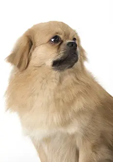 021117: DOG. Tibetan Spaniel, studio