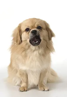 021117: DOG. Tibetan Spaniel, studio