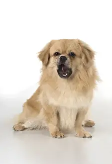 021117: DOG. Tibetan Spaniel, studio
