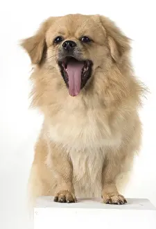 Laughter: DOG. Tibetan Spaniel, studio