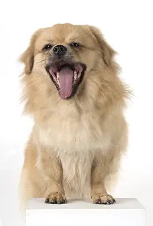 Laughter: DOG. Tibetan Spaniel, studio