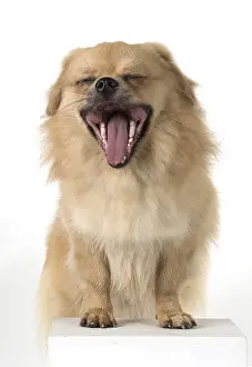 Laughter: DOG. Tibetan Spaniel, studio