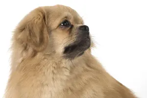 021117: DOG. Tibetan Spaniel, studio
