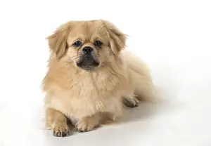 021117: DOG. Tibetan Spaniel, studio