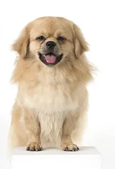 Laughter: DOG. Tibetan Spaniel, studio