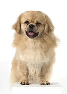 Laughter: DOG. Tibetan Spaniel, studio