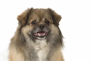 051217: DOG. Tibetan Spaniel, studio, mouth open