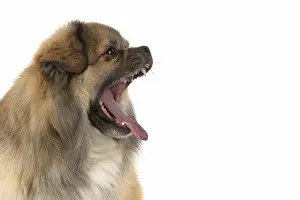 051217: DOG. Tibetan Spaniel, studio, mouth open