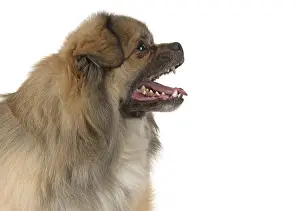 051217: DOG. Tibetan Spaniel, studio, mouth open