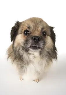 051217: DOG. Tibetan Spaniel, studio, smile showing teeth ( selfie )