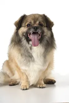 051217: DOG. Tibetan Spaniel, studio, smile showing teeth ( selfie )