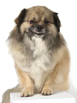 051217: DOG. Tibetan Spaniel, studio, smile showing teeth ( selfie )