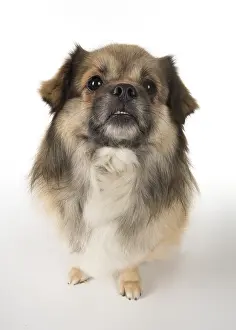 051217: DOG. Tibetan Spaniel, studio, smile showing teeth ( selfie )