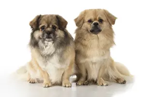 051217: DOG. Tibetan Spaniels, studio
