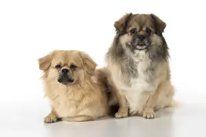 051217: DOG. Tibetan Spaniels, studio
