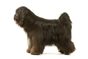 Dhokhi: Dog - Tibetan Terrier