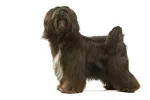 Dhokhi: Dog - Tibetan Terrier