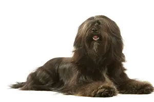 Dhokhi: Dog - Tibetan Terrier