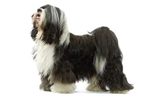 Dhokhi: Dog - Tibetan Terrier