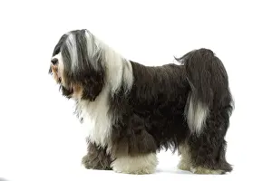 Dhokhi: Dog - Tibetan Terrier