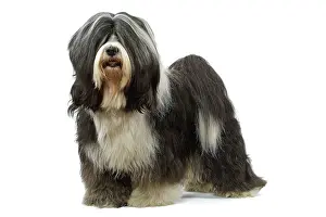 Dhokhi: Dog - Tibetan Terrier