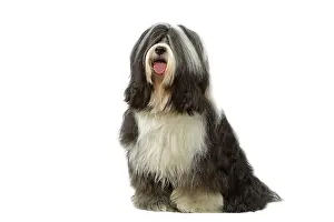 Dhokhi: Dog - Tibetan Terrier