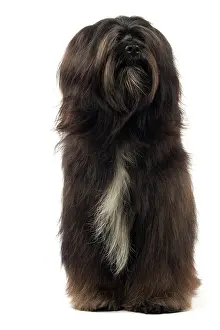 Dhokhi: Dog - Tibetan Terrier