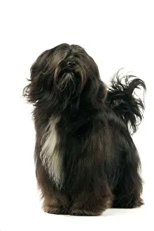 Dhokhi: Dog - Tibetan Terrier