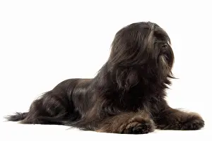 Dhokhi: Dog - Tibetan Terrier