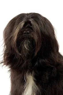 Dhokhi: Dog - Tibetan Terrier