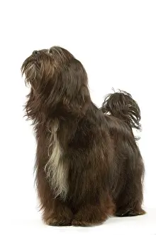 Dhokhi: Dog - Tibetan Terrier