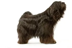 Dhokhi: Dog - Tibetan Terrier