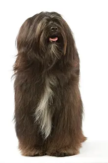 Dhokhi: Dog - Tibetan Terrier