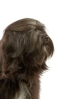Dhokhi: Dog - Tibetan Terrier
