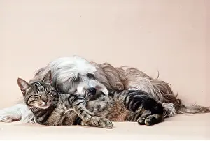 Utility: DOG - Tibetan Terrier Dog & Tabby Cat