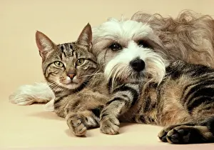 Dhokhi: Dog - Tibetan Terrier lying with Tabby Cat