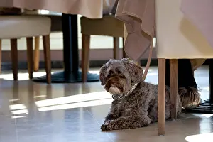 Dhokhi: Dog - Tibetan Terrier lying under the table in restaurant