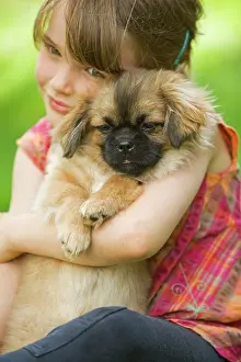 Cuddled: Dog - Tibetan Terrier - puppy being cuddled by young girl