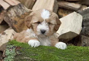 Cute Puppies By John Daniels: Dog Tibetan Terrier puppy on a log pile