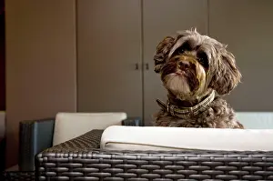 Dhokhi: Dog - Tibetan Terrier on seat in living room