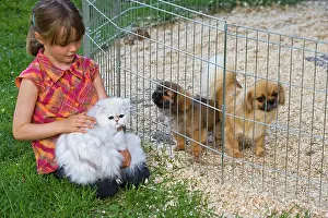 Stroking: Dog - Tibetan Terriers - adult & puppies in garden