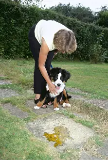 Urinating: DOG - TOILET TRAINING PUPPY