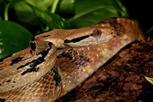 Northcott: Dog-tooth Cat Eyed Snake, Boiga cynodon